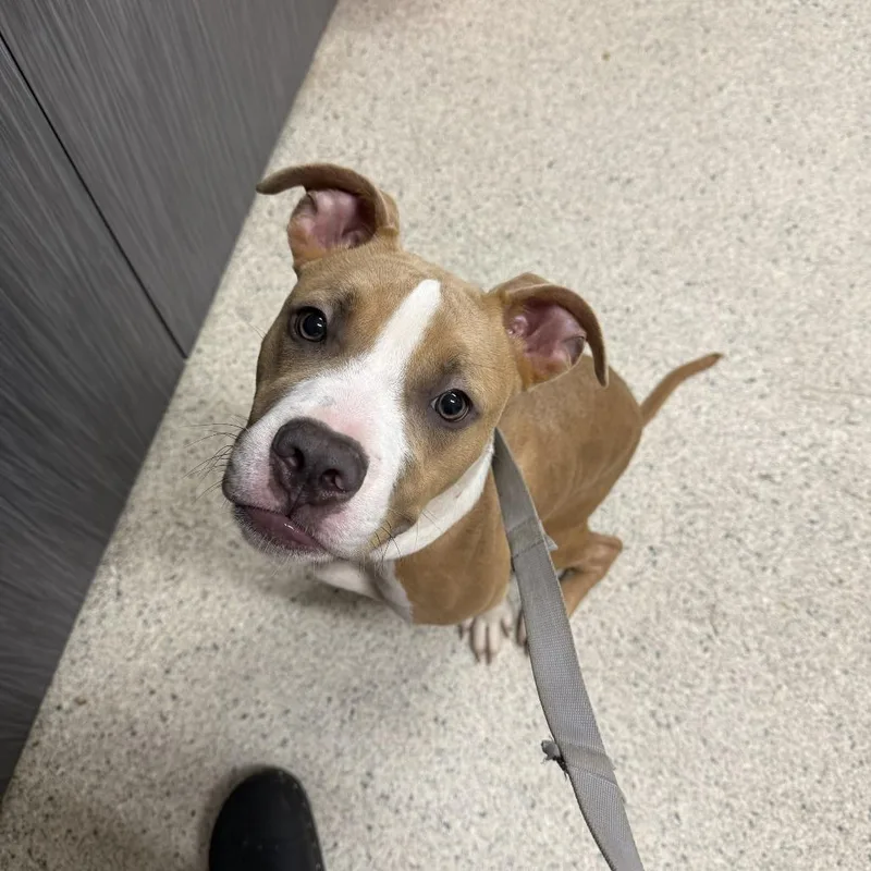 An adult medium-sized male Brown / Chocolate Mixed Breed dog named Ruth for adoption in Jacksonville, FL