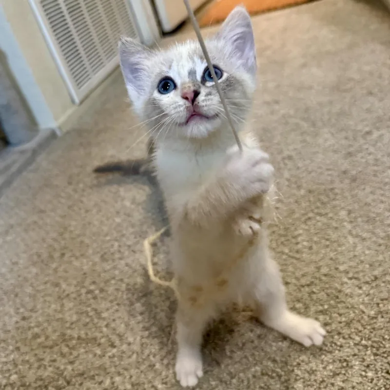 A baby small-sized female White Siamese cat named Coquito for adoption in San Gabriel, CA