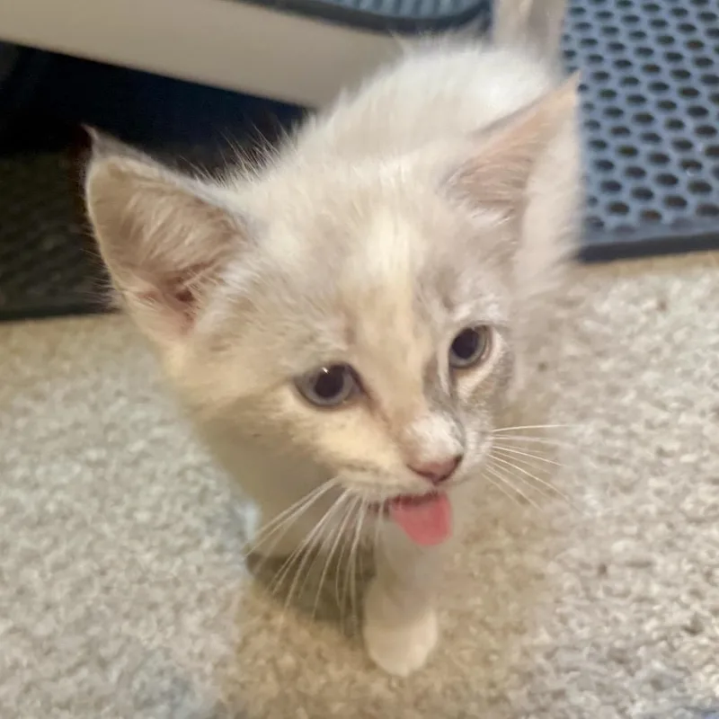 Coquito thumbnail 3