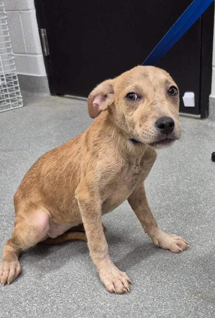 A young medium-sized female Labrador Retriever dog named Celeste for adoption in East Ridge, TN