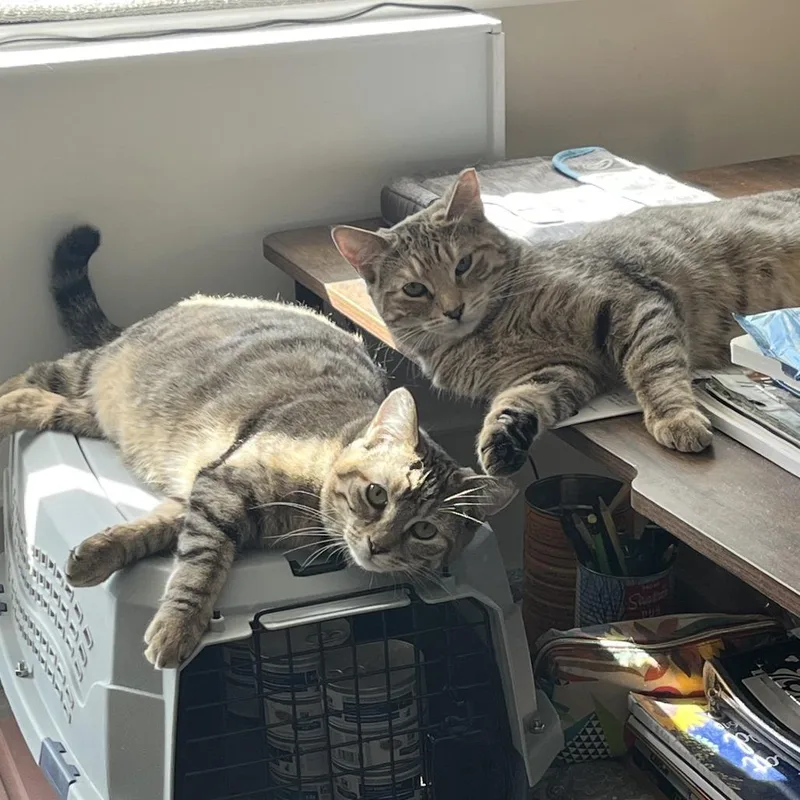 Hamster Bonded Tabby Angie thumbnail 2