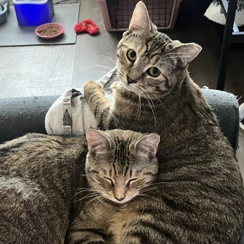 Hamster Bonded Tabby Angie thumbnail 5