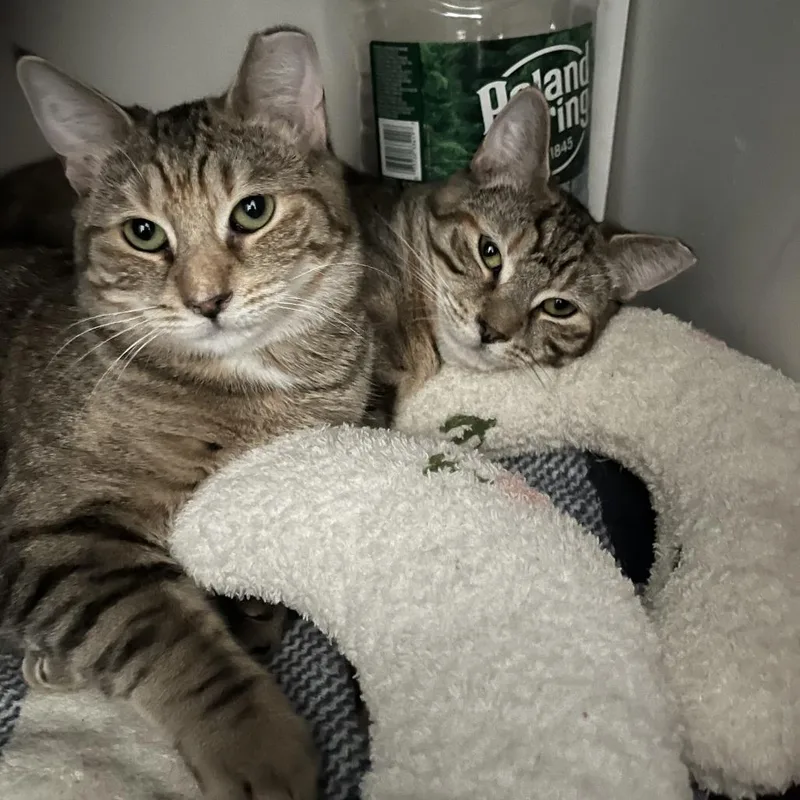 Hamster Bonded Tabby Angie thumbnail 6