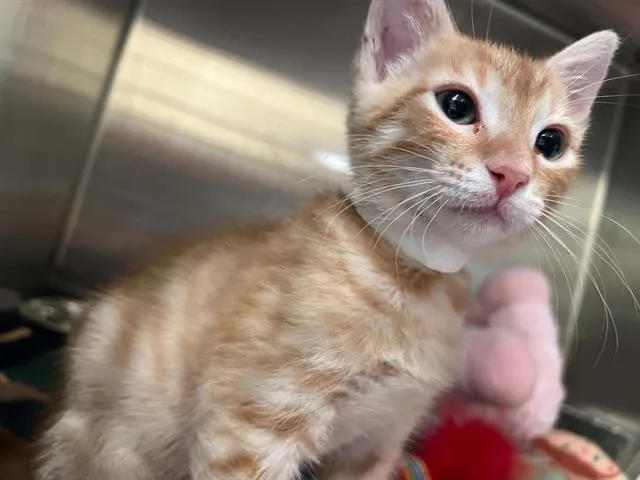 A baby small-sized male Domestic Short Hair cat named Apple Pie for adoption in Tustin, CA