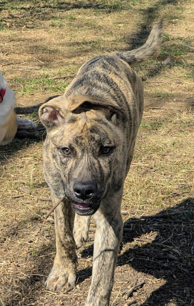 Simon  Bdm thumbnail 2