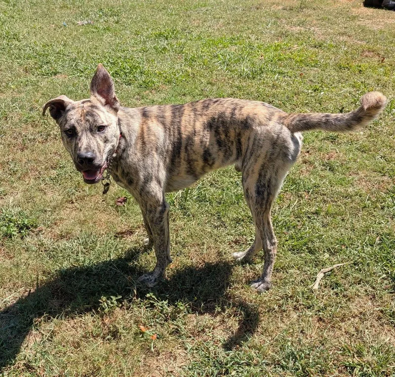 Simon  Bdm thumbnail 3