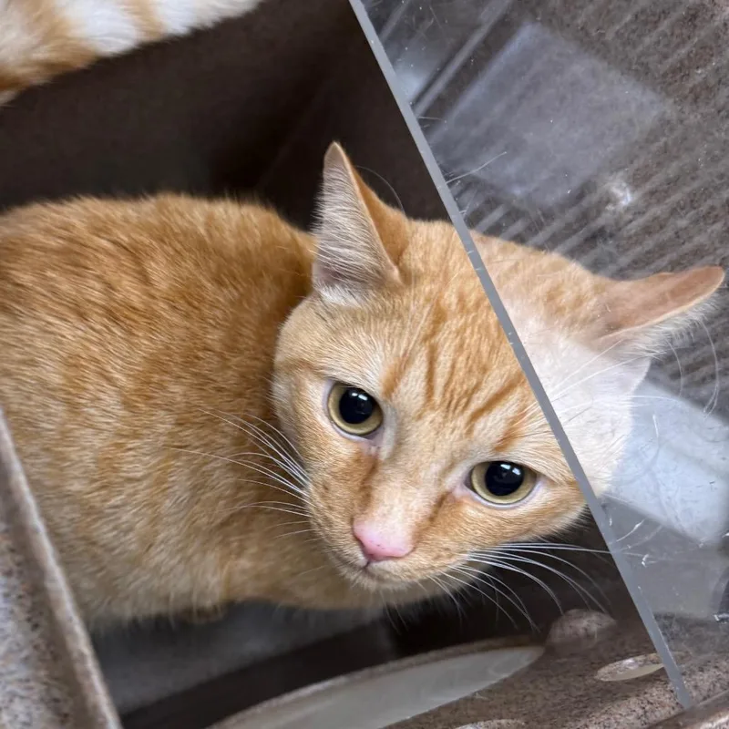 An adult large-sized male Orange / Red Domestic Short Hair cat named Twinkle for adoption in Winston-Salem, NC