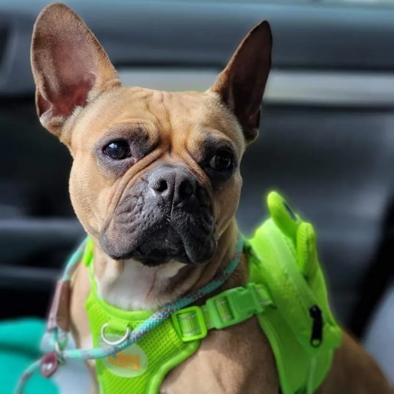 A senior medium-sized female French Bulldog dog named Sunday for adoption in Pearland, TX
