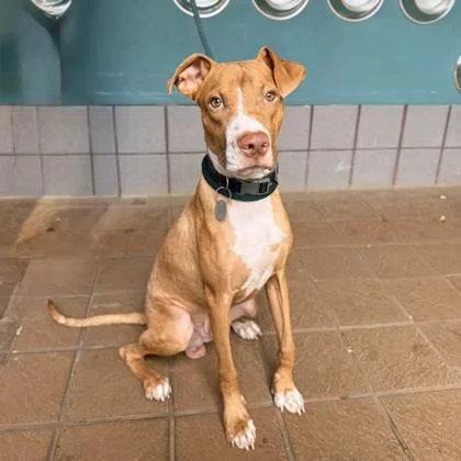 An adult medium-sized male Mixed Breed dog named Otto for adoption in Honolulu, HI