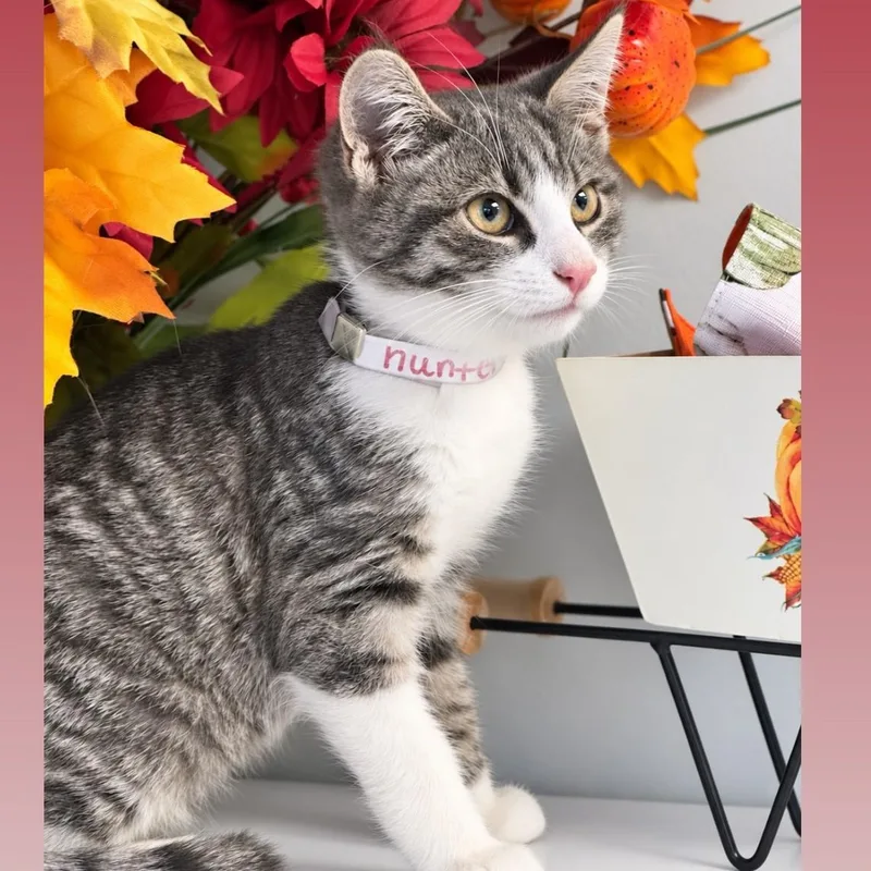 A young small-sized male Gray / Blue / Silver Domestic Short Hair cat named Hunter for adoption in Syosset, NY