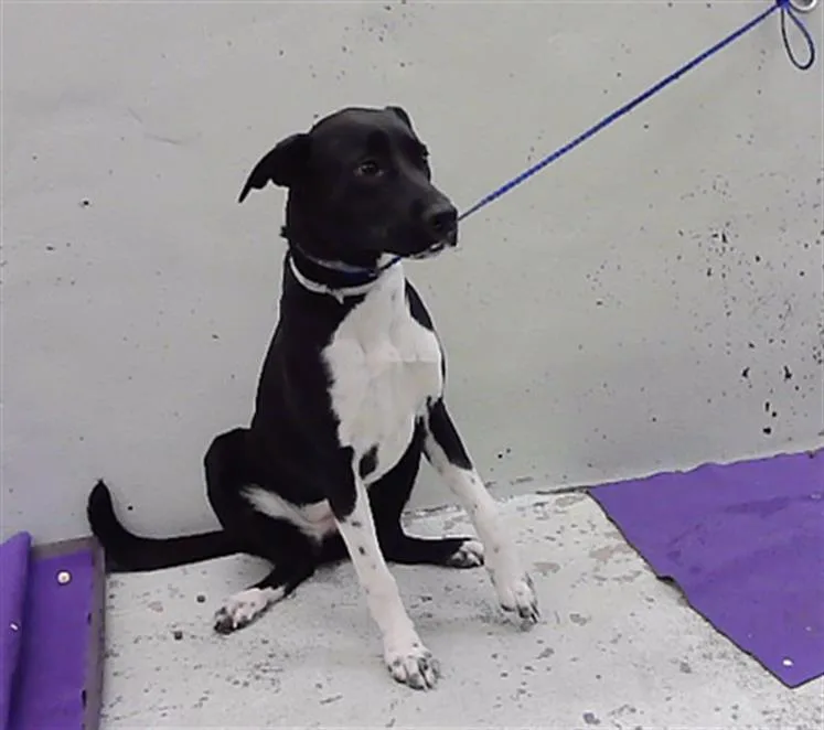A young medium-sized female Staffordshire Bull Terrier dog named Shiloh for adoption in Houston, TX