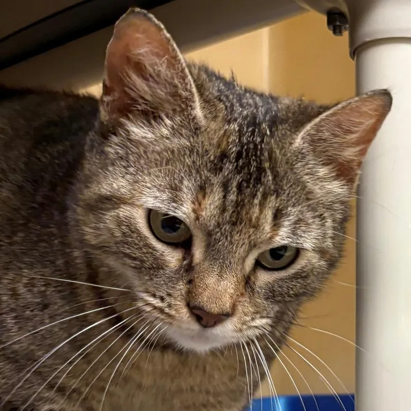 An adult large-sized female Brown / Chocolate Domestic Short Hair cat named Sophia for adoption in East Hanover, NJ