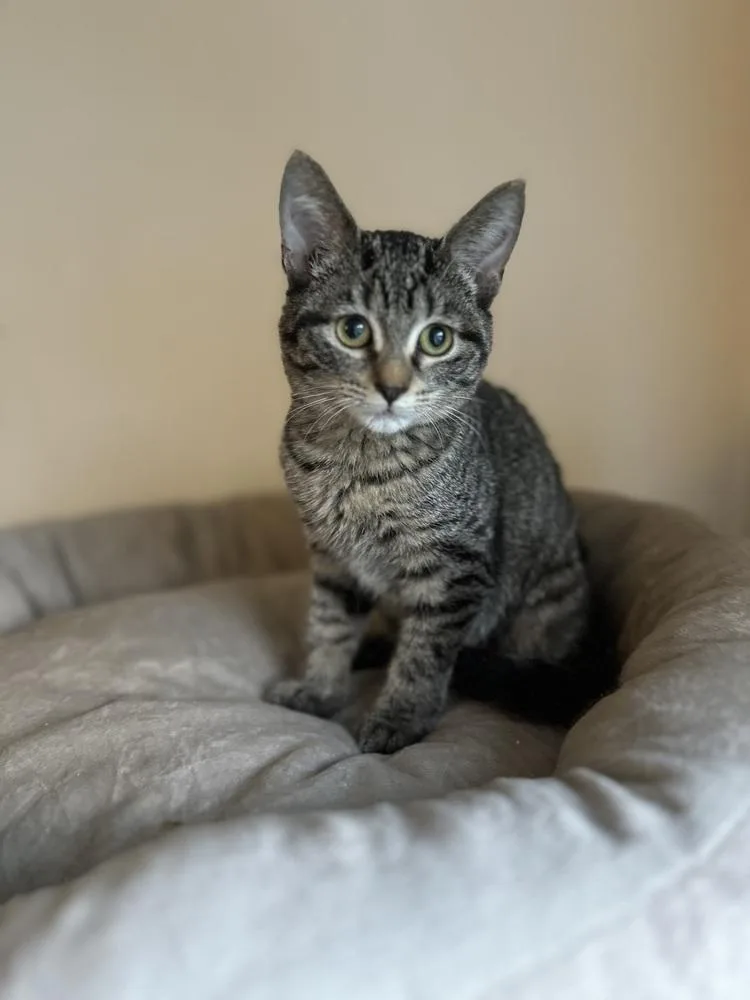 A baby small-sized female Black & White / Tuxedo Domestic Short Hair cat named Sage for adoption in Chicago, IL