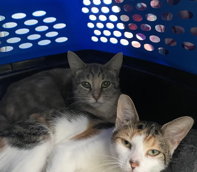 A young medium-sized female Domestic Short Hair cat named Onion for adoption in Belleville, MI