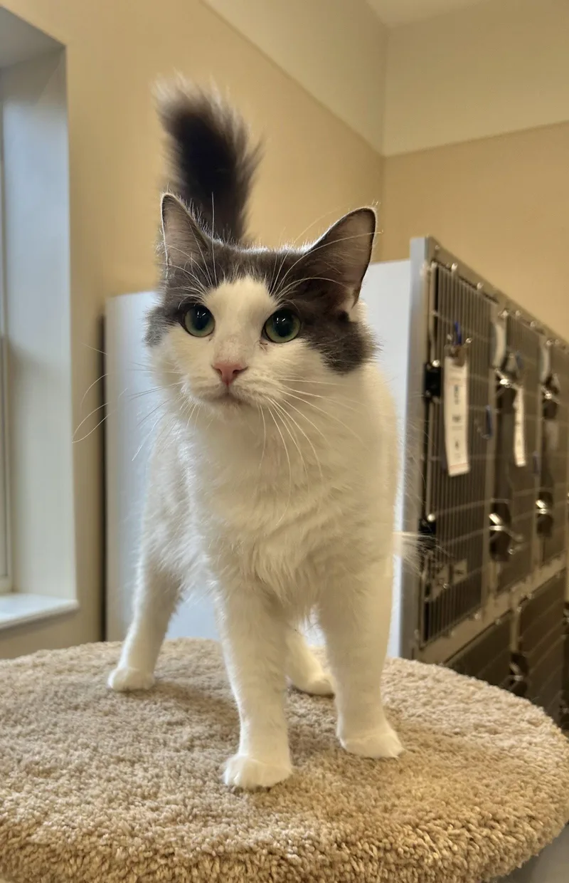 An adult medium-sized female Gray & White Domestic Medium Hair cat named Angel for adoption in Arlington, VT
