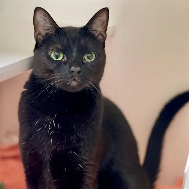 A young small-sized male Domestic Short Hair cat named Smeagol for adoption in Edmond, OK