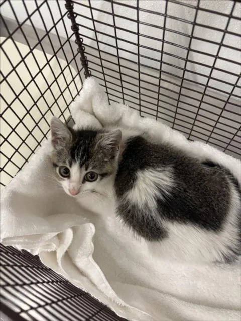 A baby small-sized female Domestic Short Hair cat named Gracie for adoption in Hayward, CA