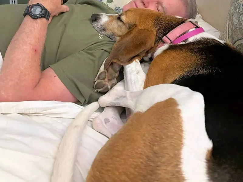 An adult large-sized female Treeing Walker Coonhound dog named Gracie for adoption in Leawood, KS