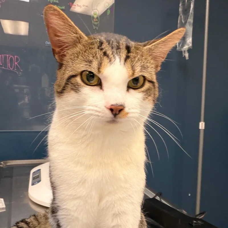 An adult large-sized male Brown / Chocolate Domestic Short Hair cat named Kylo for adoption in Newark, NJ