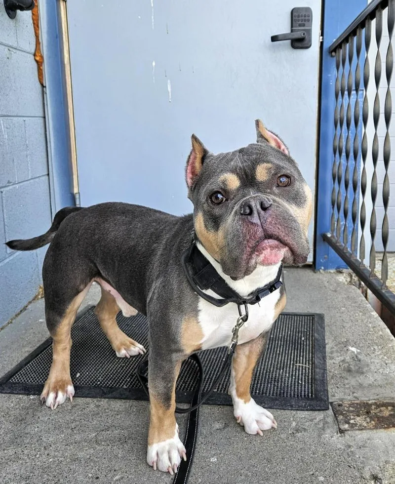 An adult medium-sized male Pit Bull Terrier dog named Chulo $ for adoption in Milwaukee, WI