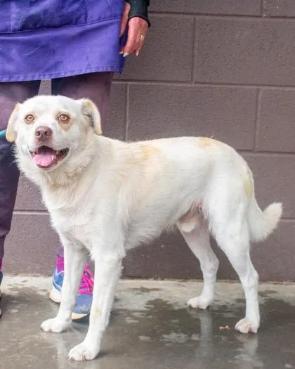 An adult medium-sized male Mixed Breed dog named Mountainbari for adoption in Chamblee, GA