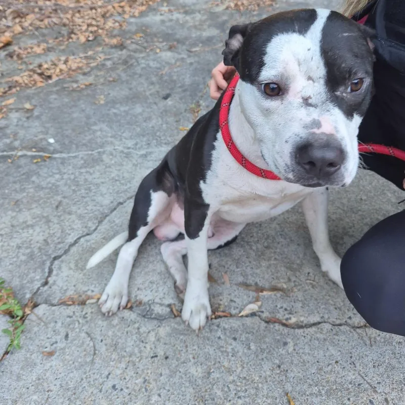 An adult medium-sized male Black Mixed Breed dog named StrayVeteransParkway for adoption in Columbus, GA
