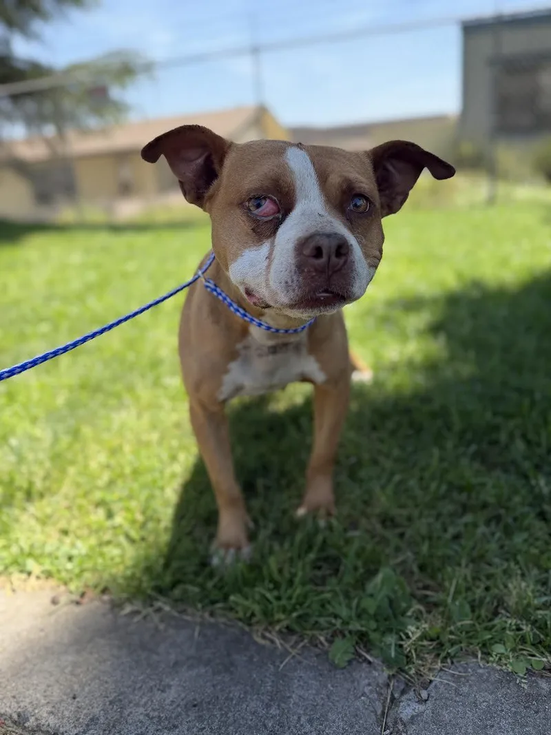 An adult medium-sized female Yellow / Tan / Blond / Fawn Pit Bull Terrier dog named Bianca for adoption in Oakdale, CA