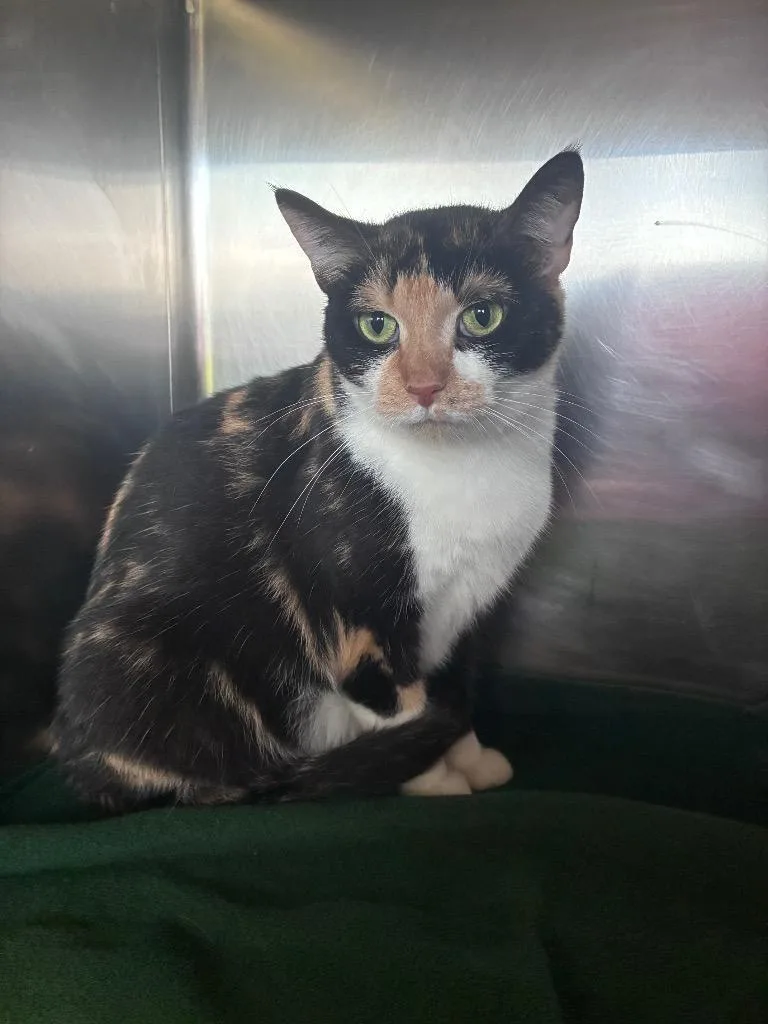 A young large-sized female Domestic Short Hair cat named Patricia for adoption in Lima, OH