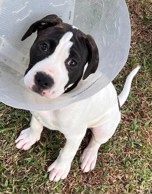 A baby medium-sized male Brown / Chocolate Hound dog named Spot for adoption in Lake Monroe, FL