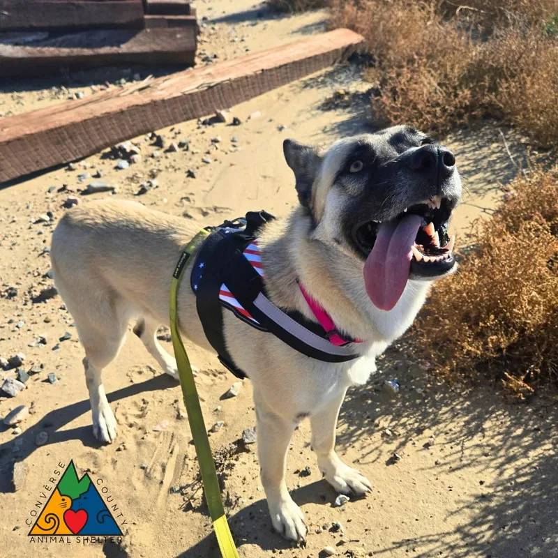 An adult large-sized female Yellow / Tan / Blond / Fawn German Shepherd Dog dog named Elita for adoption in Douglas, WY
