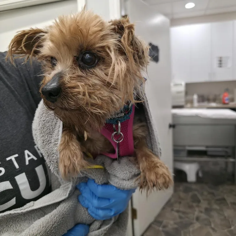 A senior small-sized female Yellow / Tan / Blond / Fawn Yorkshire Terrier dog named Mazie D for adoption in Princeton, MN