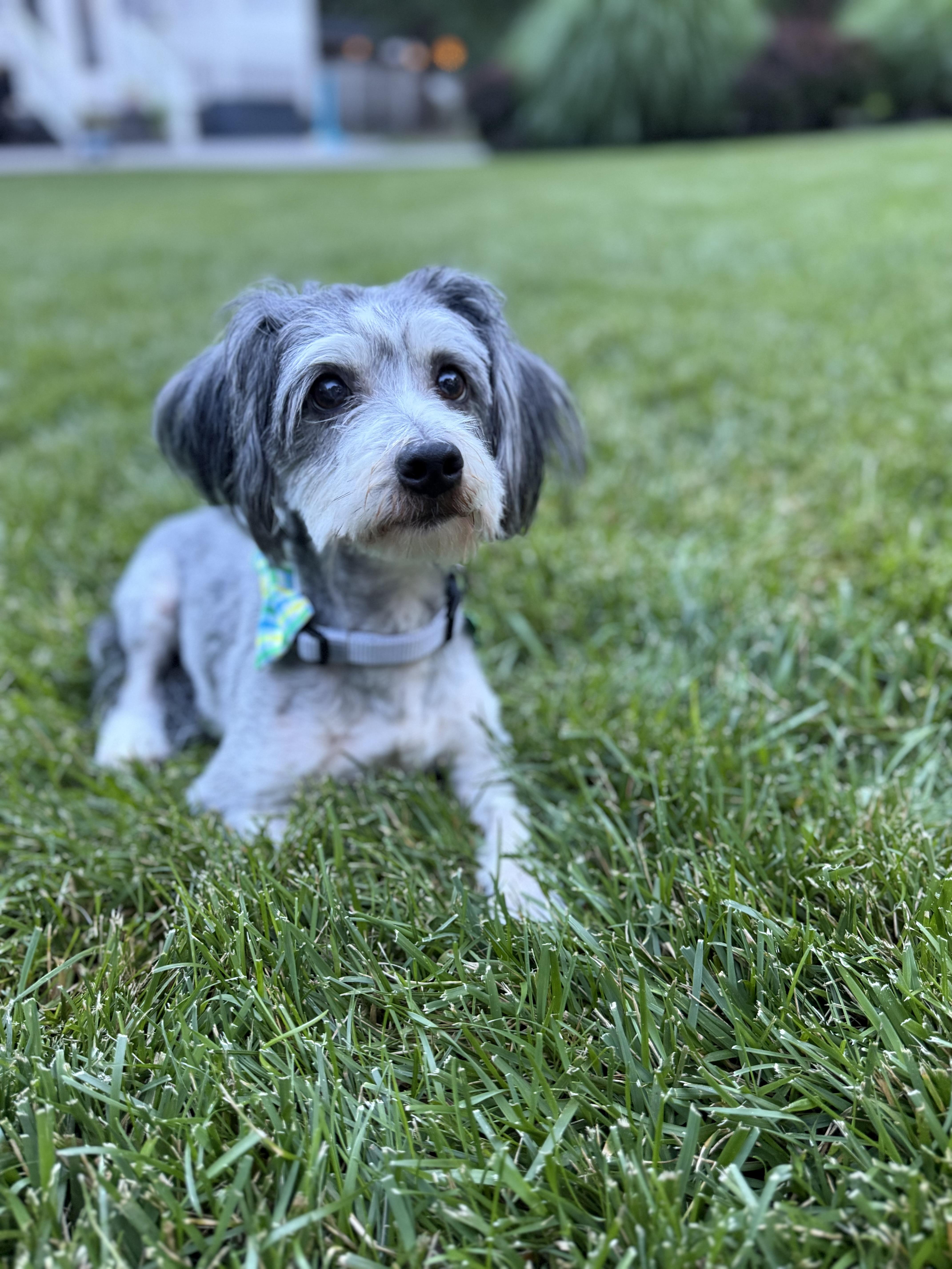 An adult small-sized male Havanese dog named George for adoption in Medford, NJ