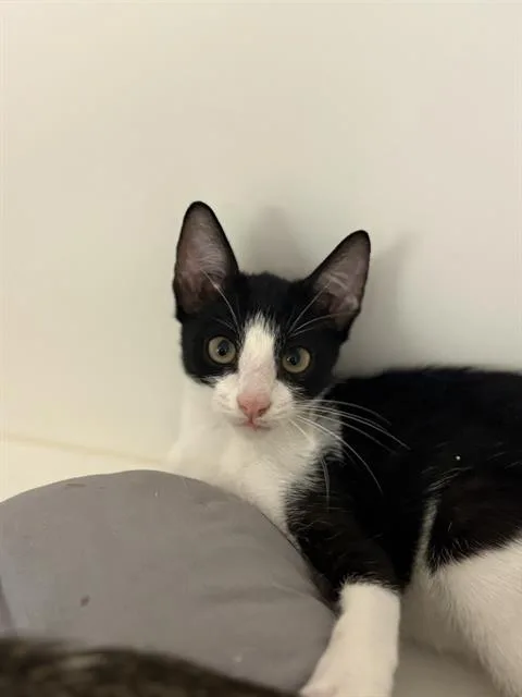 A baby small-sized male Domestic Short Hair cat named Domino for adoption in Sugar Land, TX