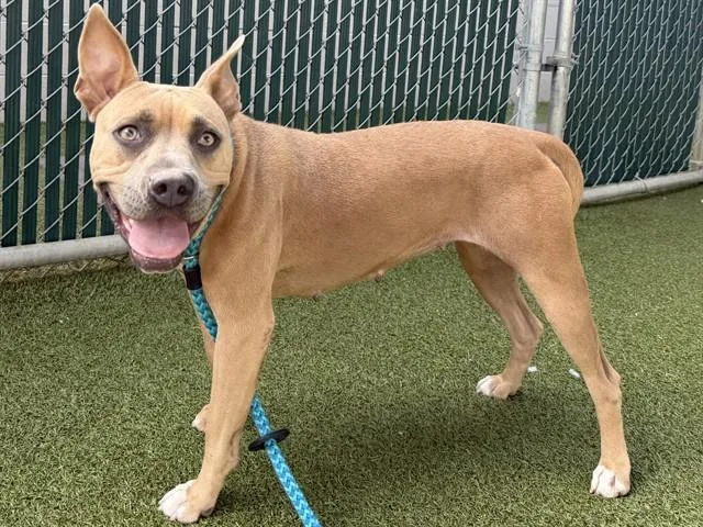 A young large-sized female Terrier dog named Fletcher for adoption in Olivette, MO
