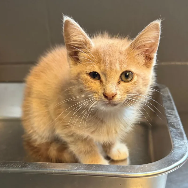 A baby small-sized male Orange / Red Domestic Short Hair cat named Asher for adoption in Pasadena , MD