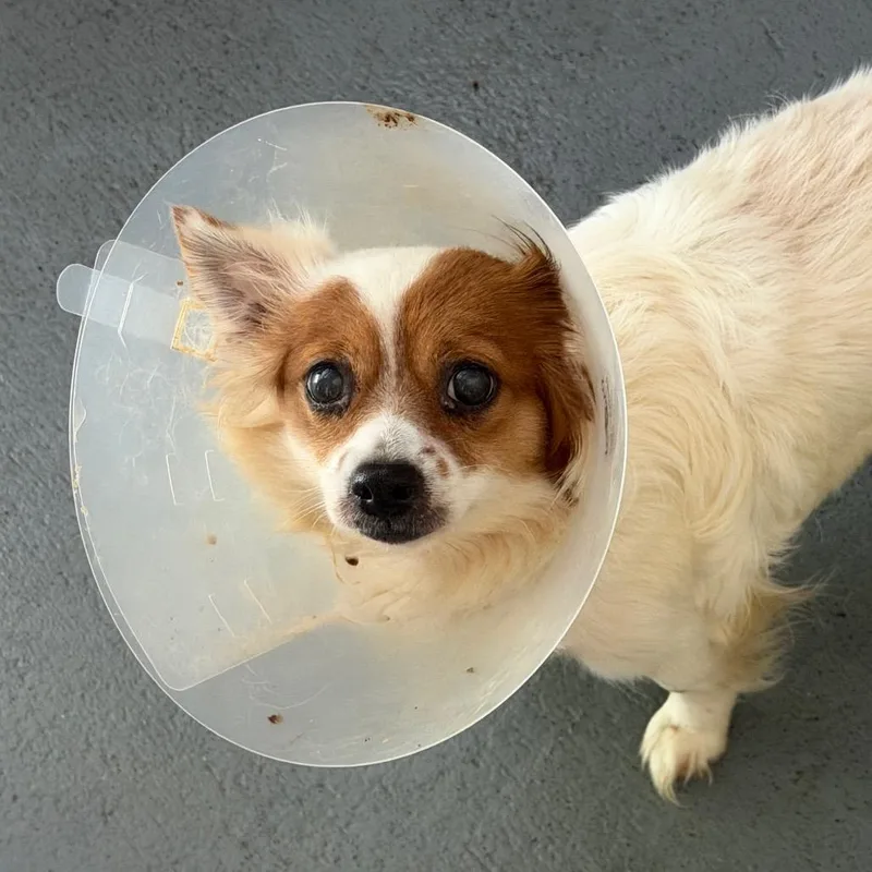 A senior small-sized female White / Cream Chihuahua dog named Taco for adoption in Blairsville, GA