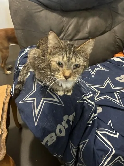 An adult medium-sized female Domestic Short Hair cat named Cuddles for adoption in Louisville, KY
