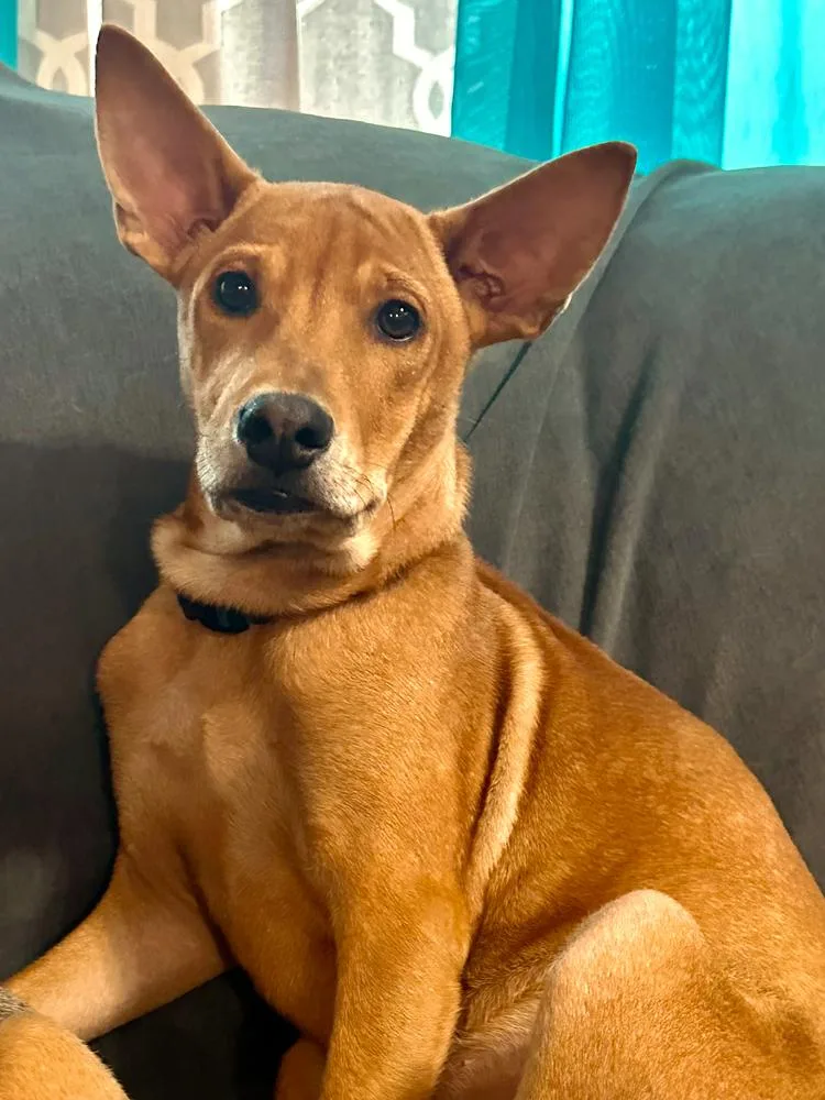 A baby medium-sized male Brown / Chocolate Black Mouth Cur dog named Leo for adoption in St. Petersburg, FL