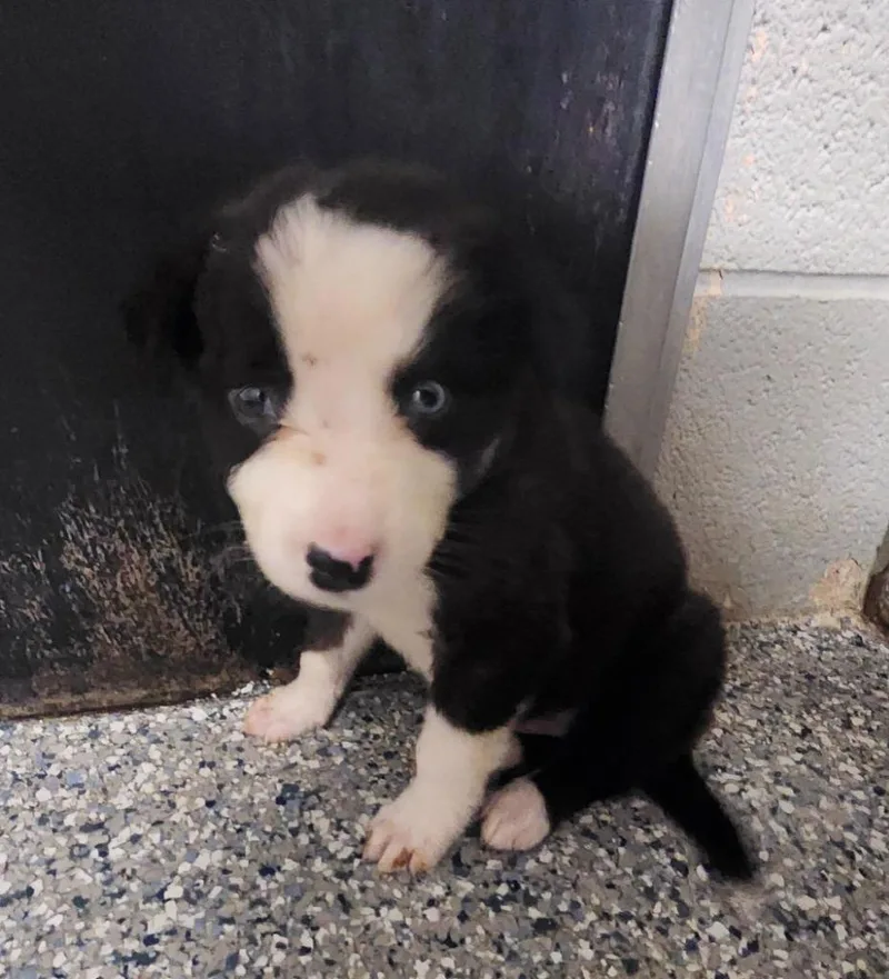 A baby medium-sized male Shepherd dog named Flicker for adoption in Athens, AL
