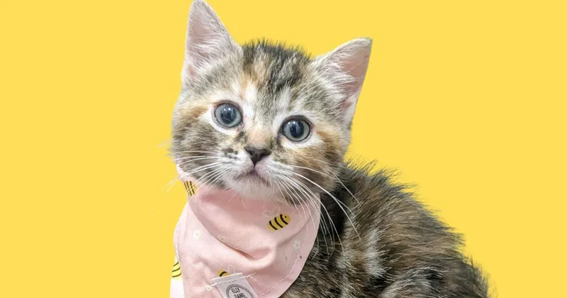 A baby medium-sized female Domestic Short Hair cat named Tulip for adoption in Chesapeake Beach, MD