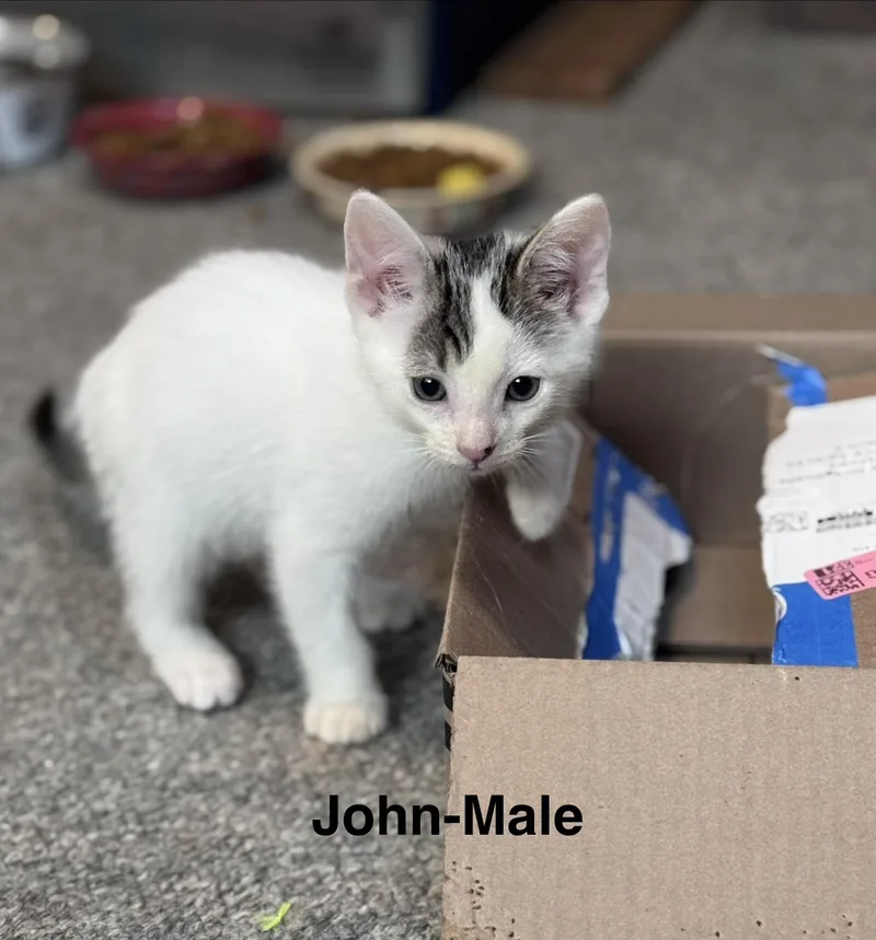 A baby medium-sized male Domestic Medium Hair cat named John for adoption in Crystal Lake, IL