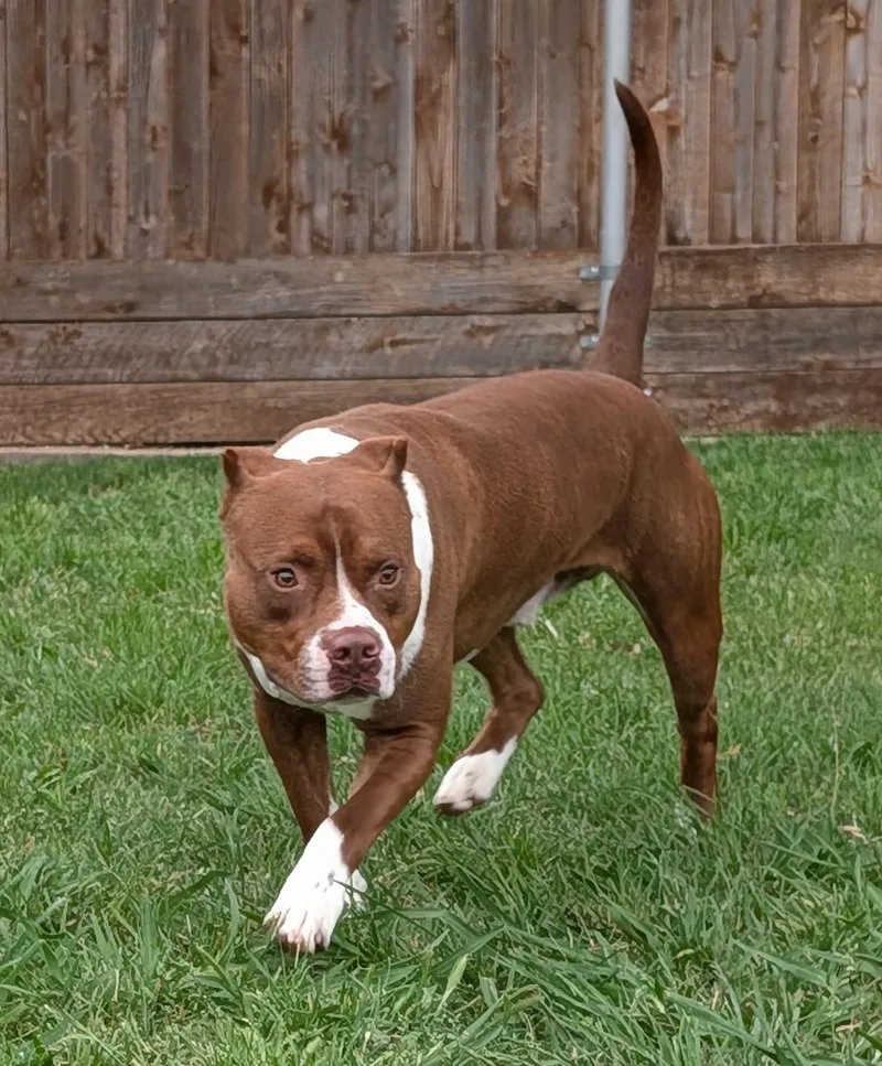 An adult medium-sized male Pit Bull Terrier dog named Frasier A for adoption in Plano, TX