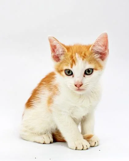 A baby small-sized male Domestic Short Hair cat named Neo for adoption in Morton Grove, IL