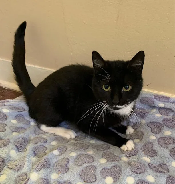 A young small-sized female Black & White / Tuxedo Domestic Short Hair cat named Luna for adoption in Naugatuck, CT