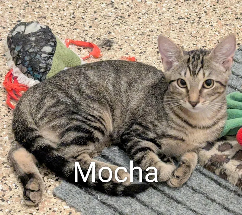 A baby medium-sized female Tabby (Brown / Chocolate) Domestic Short Hair cat named Mocha for adoption in Fort Myers Beach, FL
