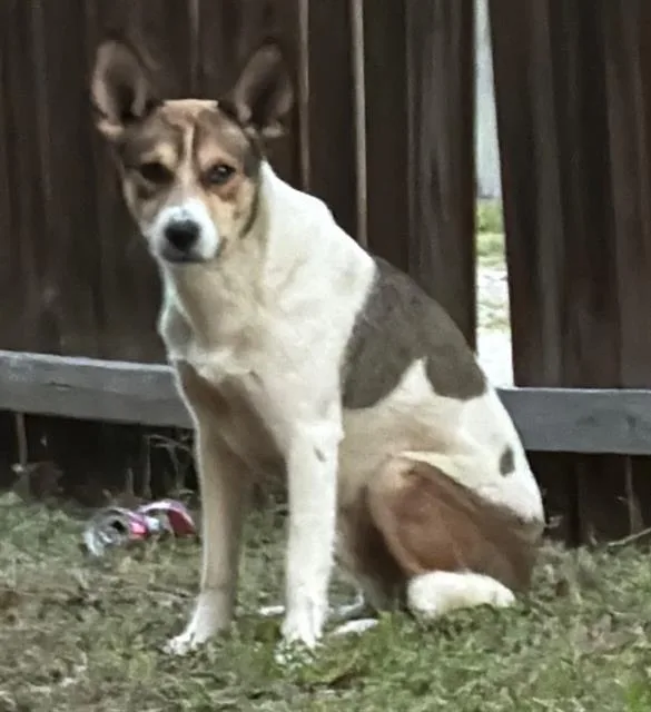A young medium-sized male Mixed Breed dog named Marlon for adoption in Dallas, TX