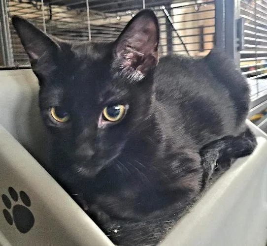 A young medium-sized male Black Domestic Short Hair cat named Fitch for adoption in Rutherfordton, NC