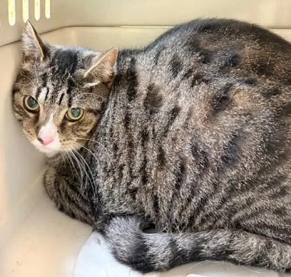 An adult small-sized female Domestic Short Hair cat named Jinx for adoption in Madison, NJ