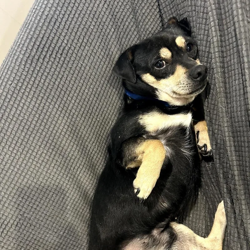 An adult small-sized male Black Chihuahua dog named Alfonzo "dusty Spurs" Delgado for adoption in New Orleans, LA