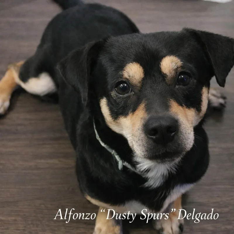 Alfonzo "dusty Spurs" Delgado thumbnail 2